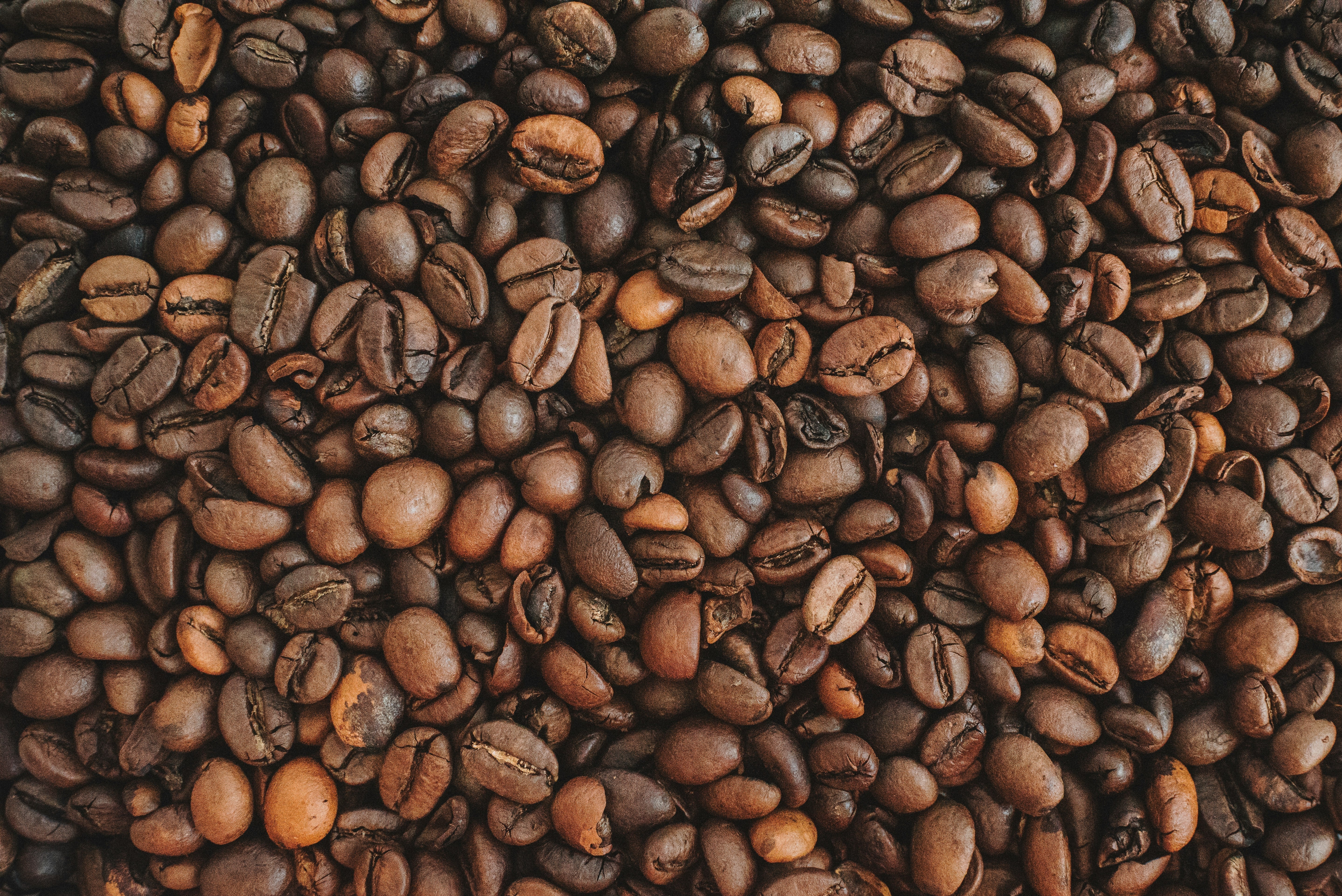 Best Coffee Beans in India 2026